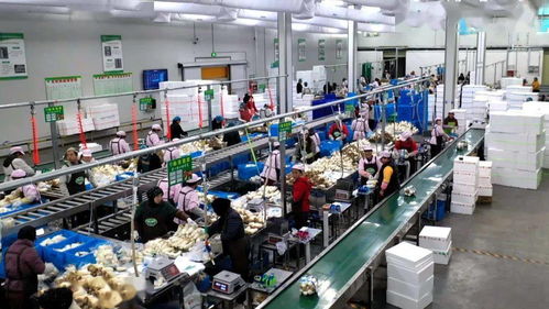 臨洮 堅(jiān)持問題導(dǎo)向精準(zhǔn)施策追趕發(fā)展